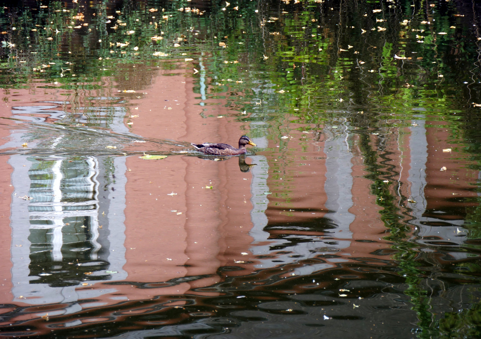 Ente von links