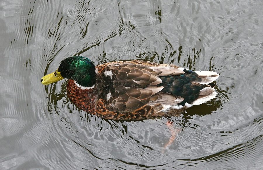 Ente von oben