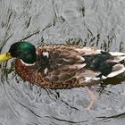 Ente von oben