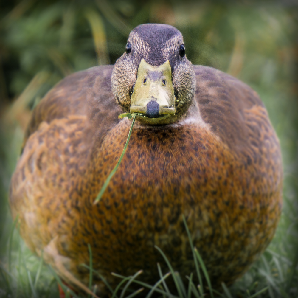 Ente von vorne Foto &amp; Bild | tiere, wildlife, wild lebende vögel Bilder ...