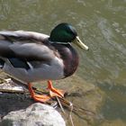 Ente vor dem Sprung ins Wasser