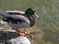 Ente vor dem Sprung ins Wasser