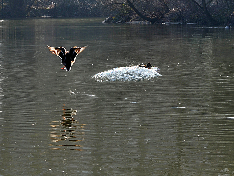 Ente vor der Landung im Gegenlicht.