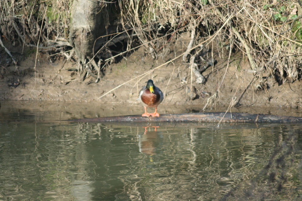 Ente vor einem Bad im Fluss