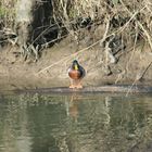 Ente vor einem Bad im Fluss