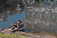 Ente vor spiegelndem Wasser