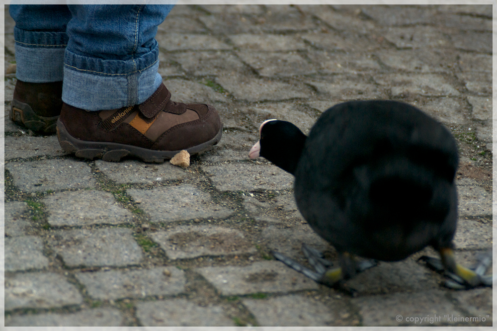 Ente vs. Elefant