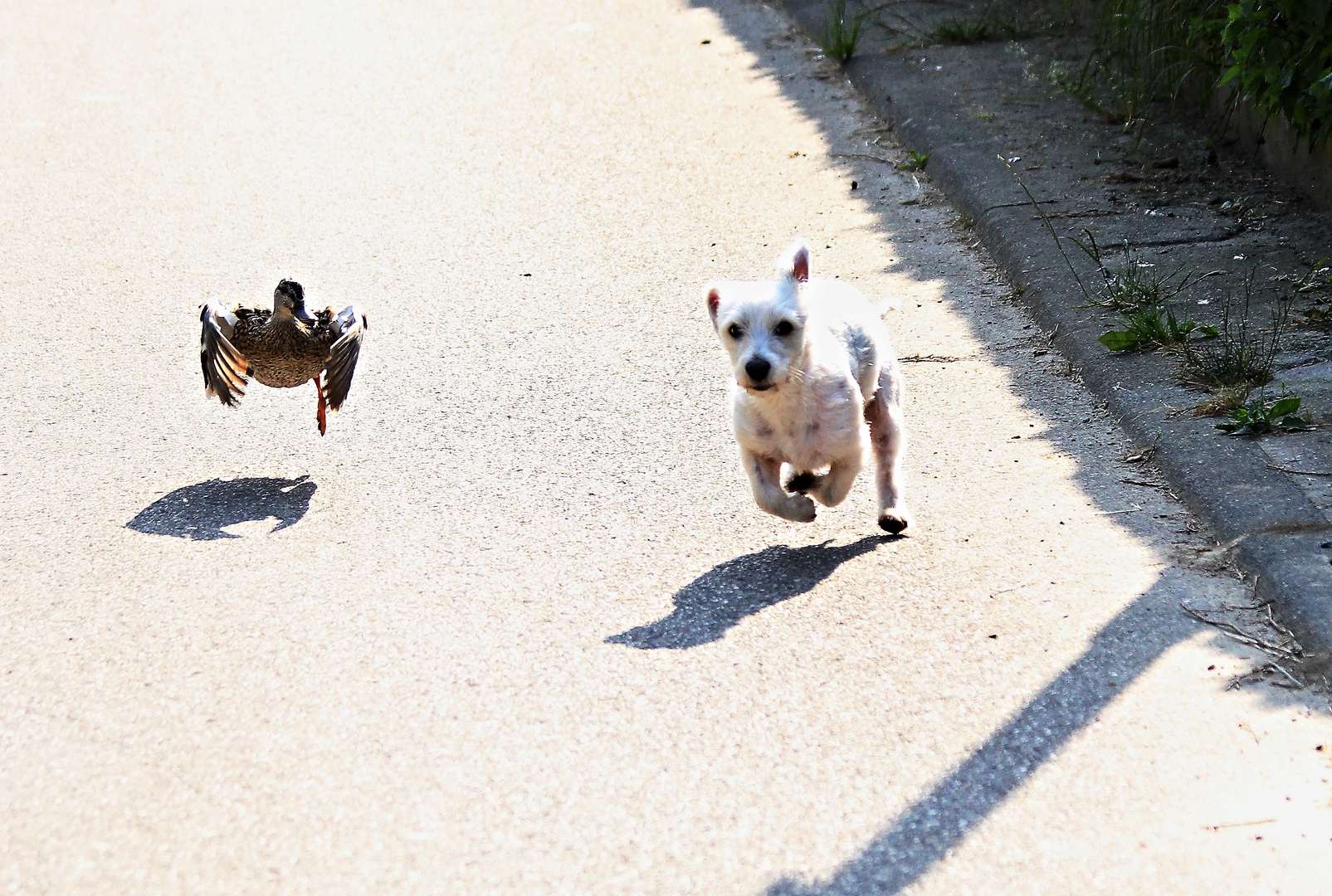 Ente vs. Hund