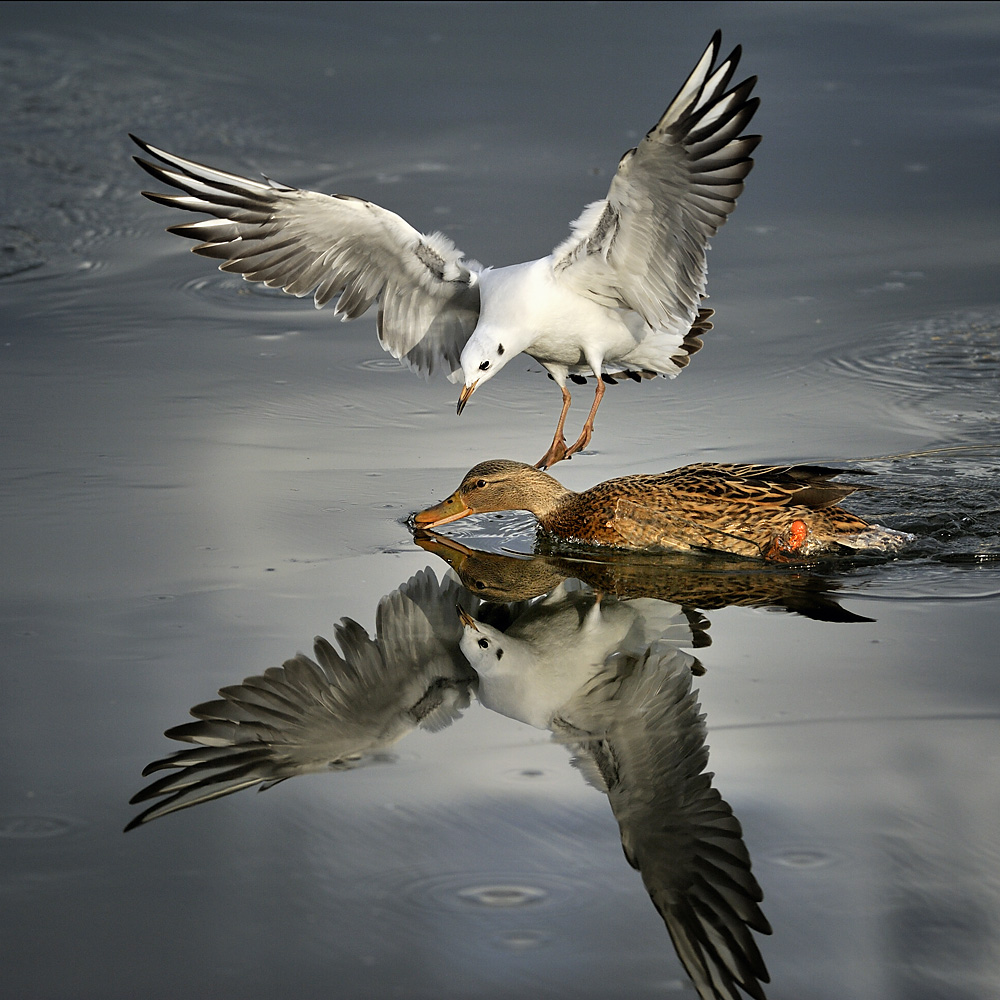 Ente vs. Möwe