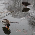 Ente wandelt übers Wasser