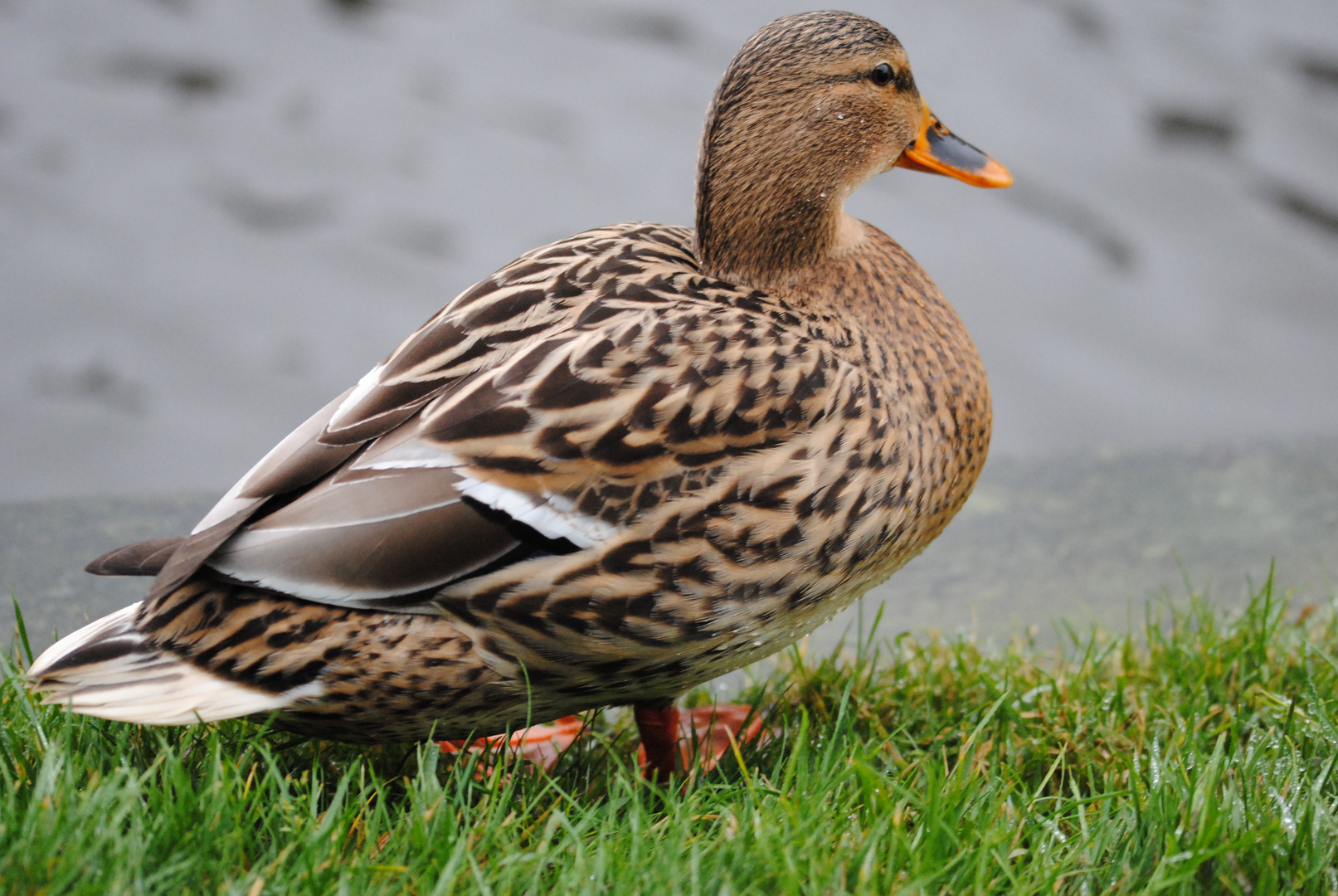 Ente Weibchen