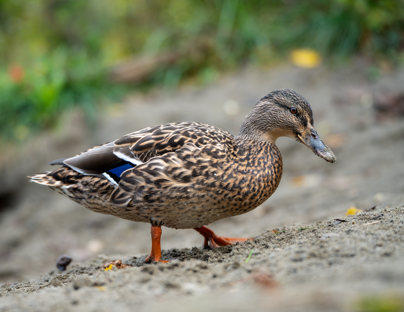 Ente weiblich rechts