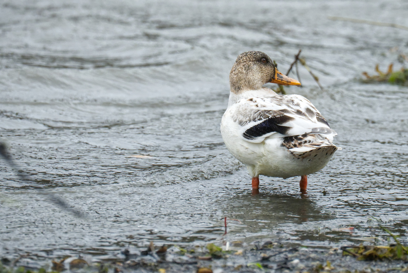 Ente weiss