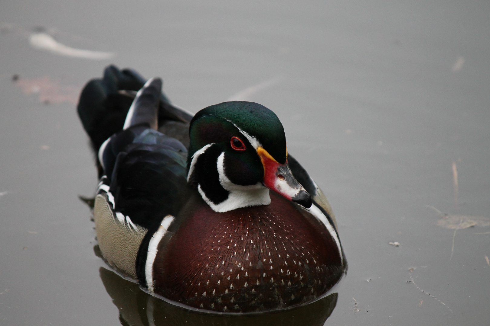 ente- weiß aber icht welche