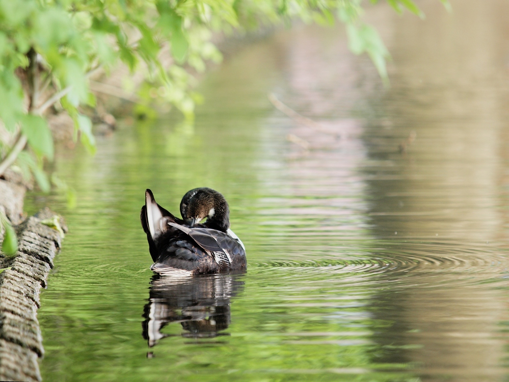 Ente! Welche?