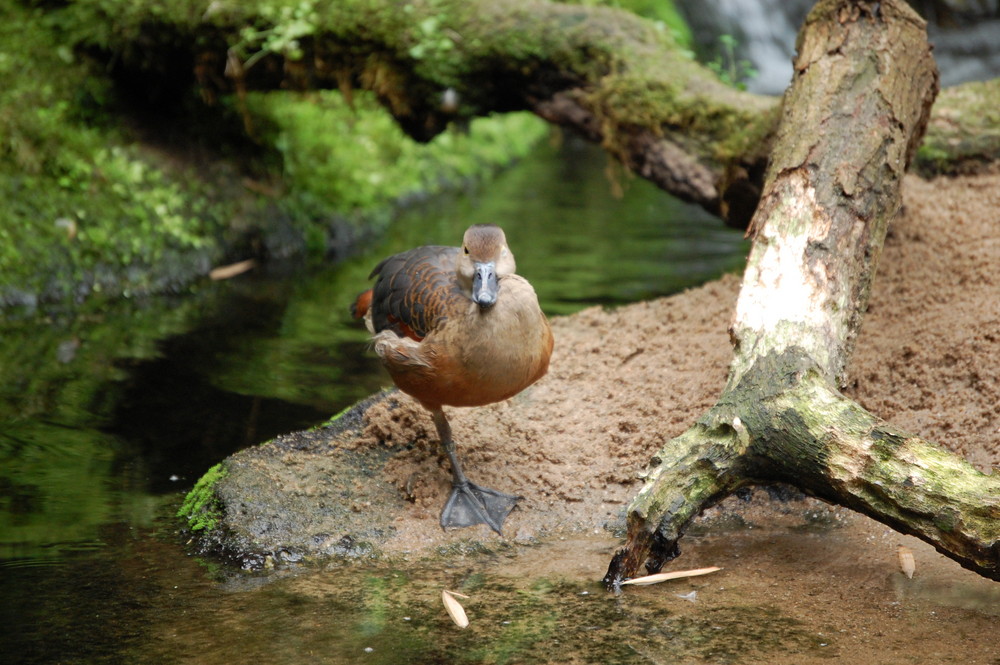 Ente Zoo Köln