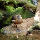 Ente Zoo Köln