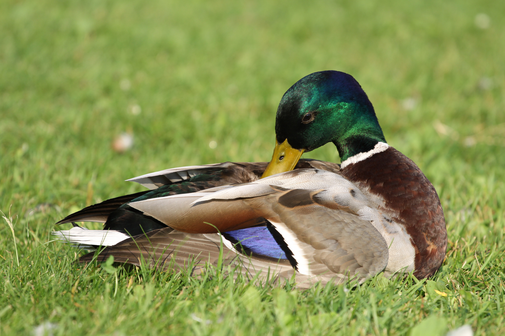 Ente zu Hinterzarten