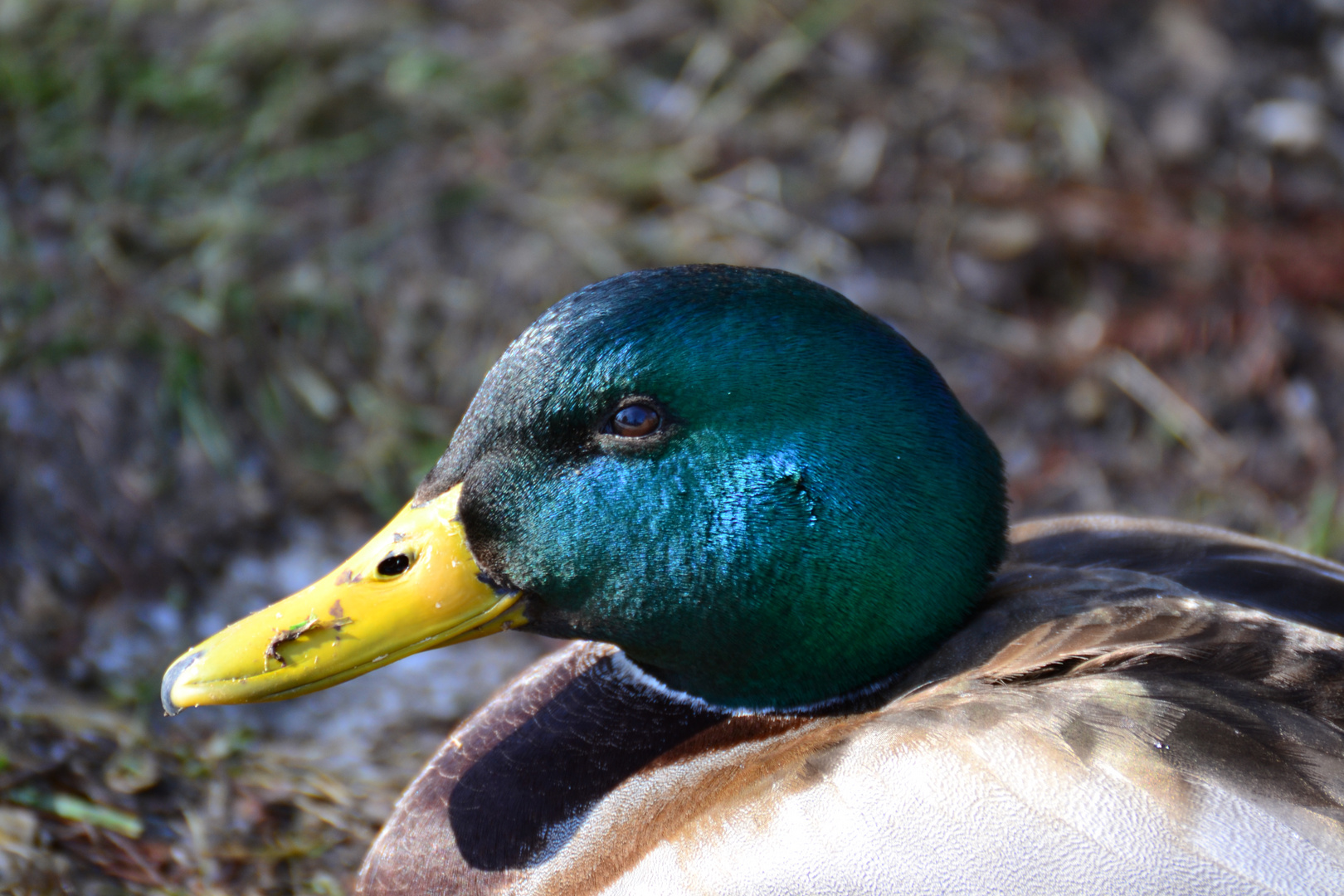 Ente zum greifen nah!