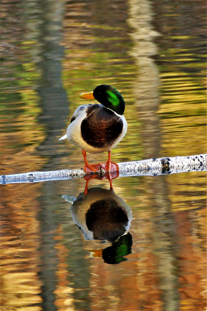  Ente zum Spiegeltag