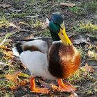 Ente zwei:-)