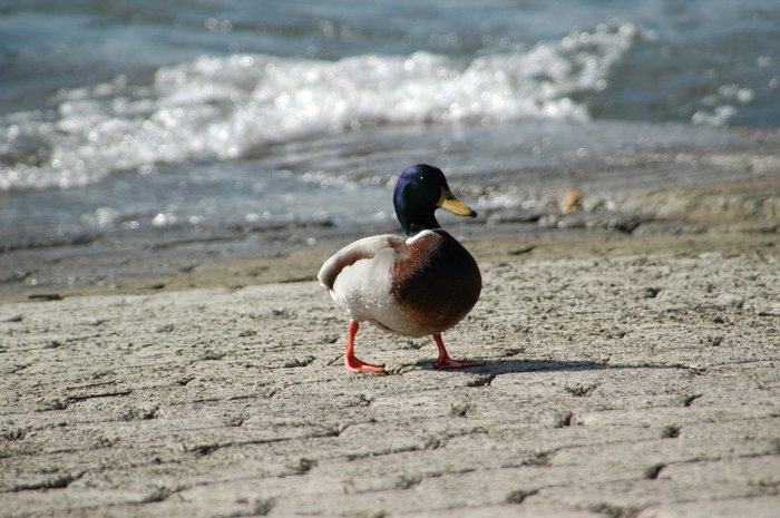 Ente2