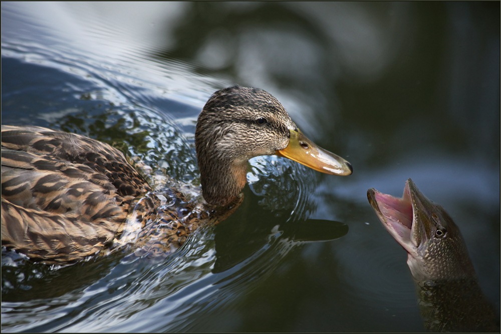 Ente,du hast es gesehen Karausche?