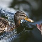 Ente,du hast es gesehen Karausche?