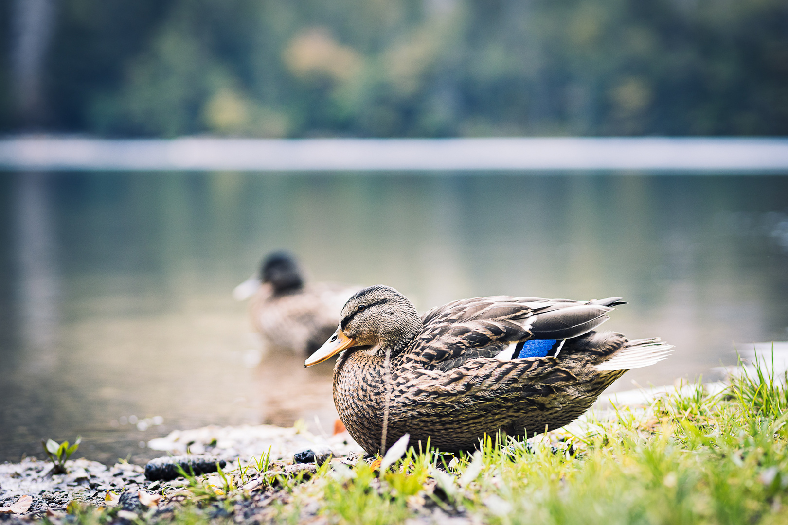 Ente_Feldsee