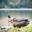 Ente_Feldsee