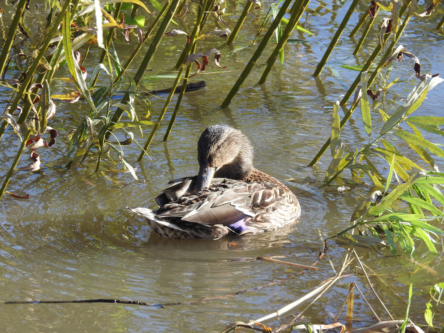 Ente/Gefiederpflege