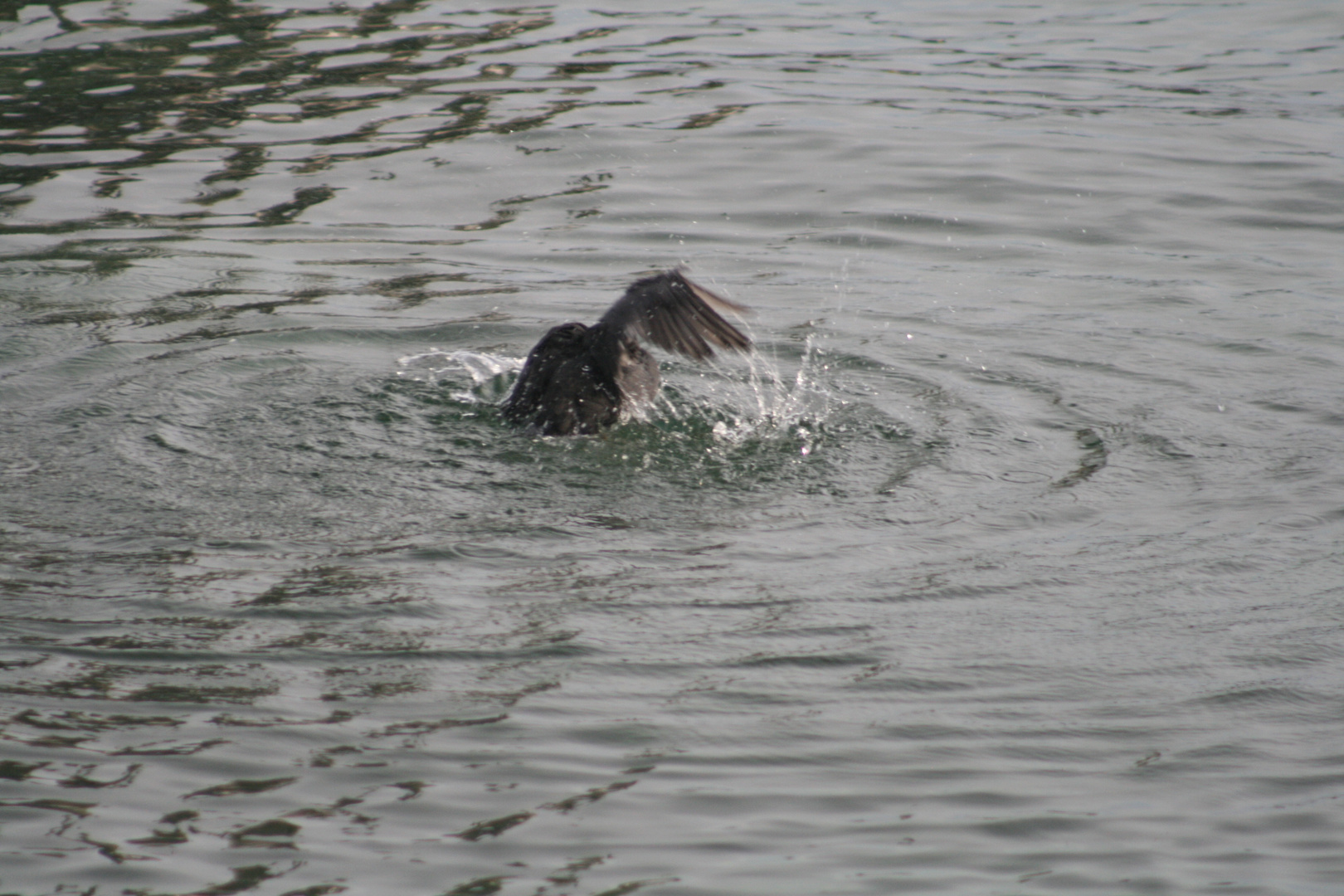 Entelein vom Bodensee 