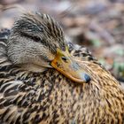 Ente_MG_0392