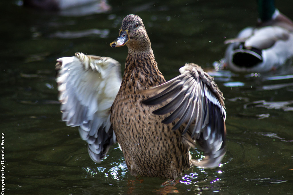 Enten 01