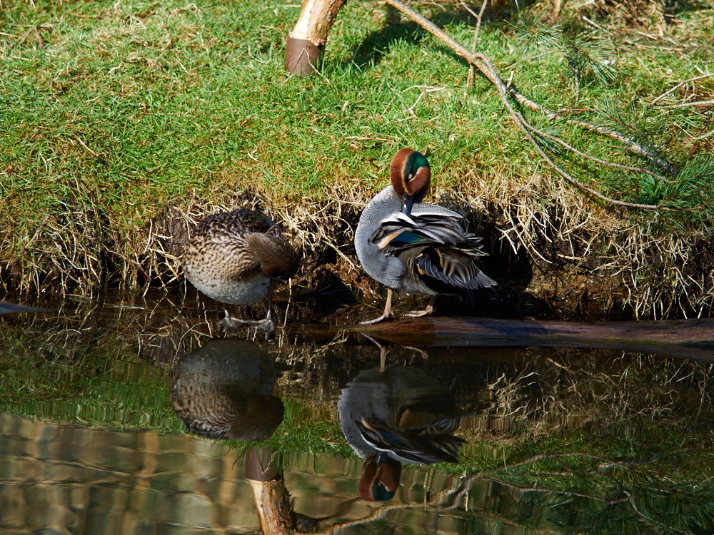 Enten 1