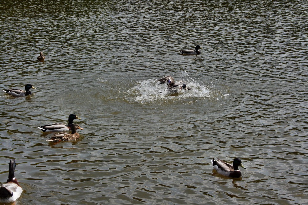 Enten 1