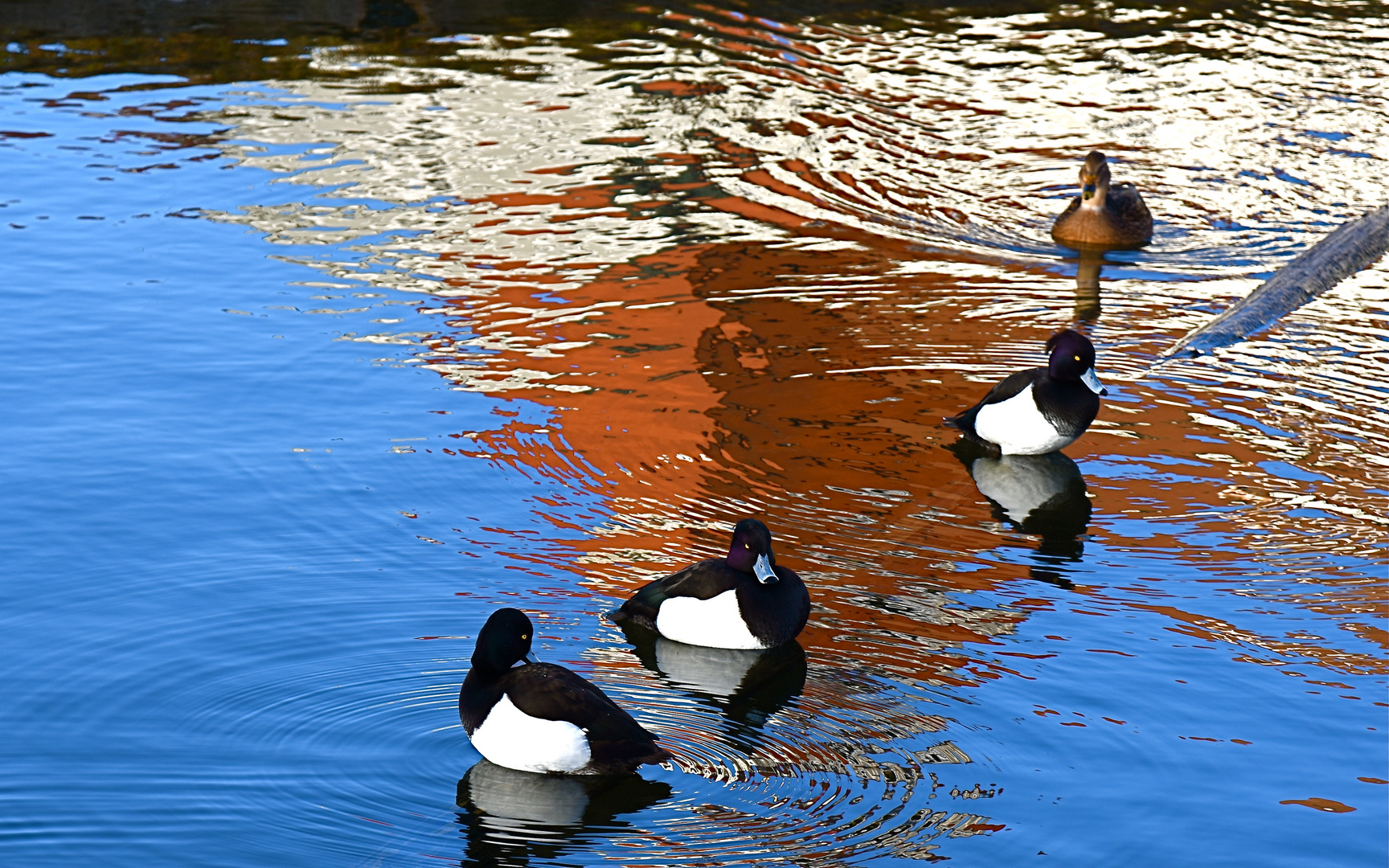 Enten Foto & Bild deutschland, europe, bayern Bilder auf