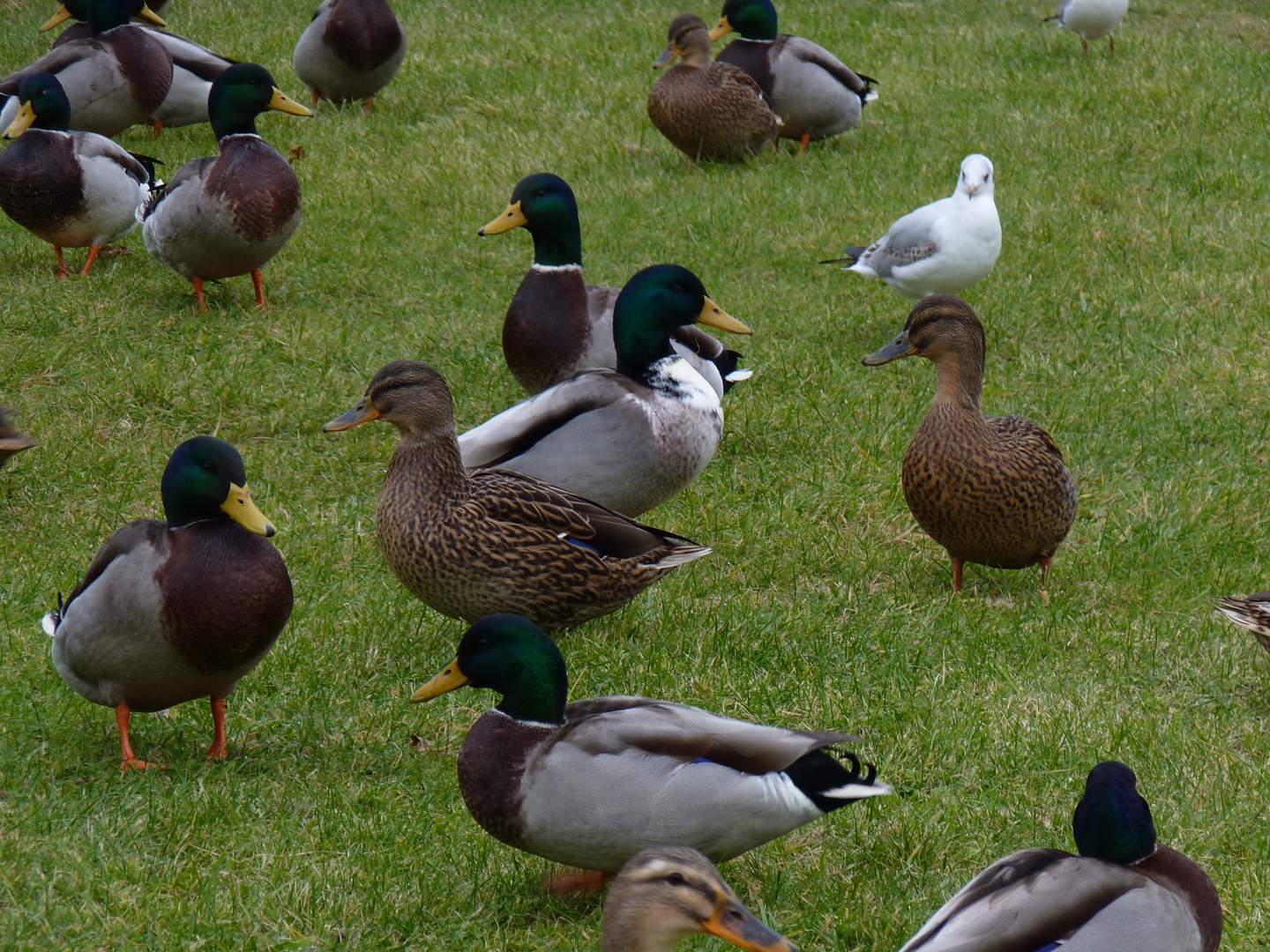 Enten Foto & Bild | tiere, tierfreundschaften, ente Bilder auf