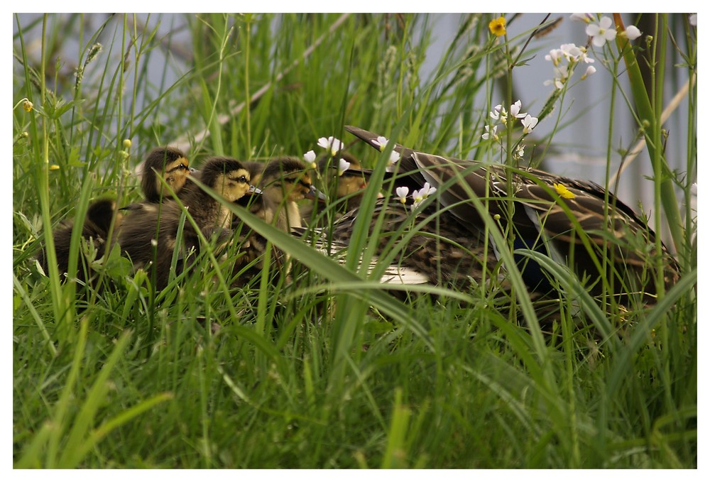 Enten-2