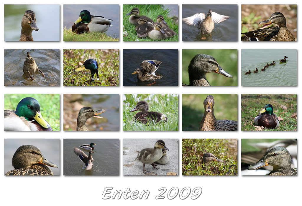 Enten 2009