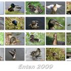 Enten 2009