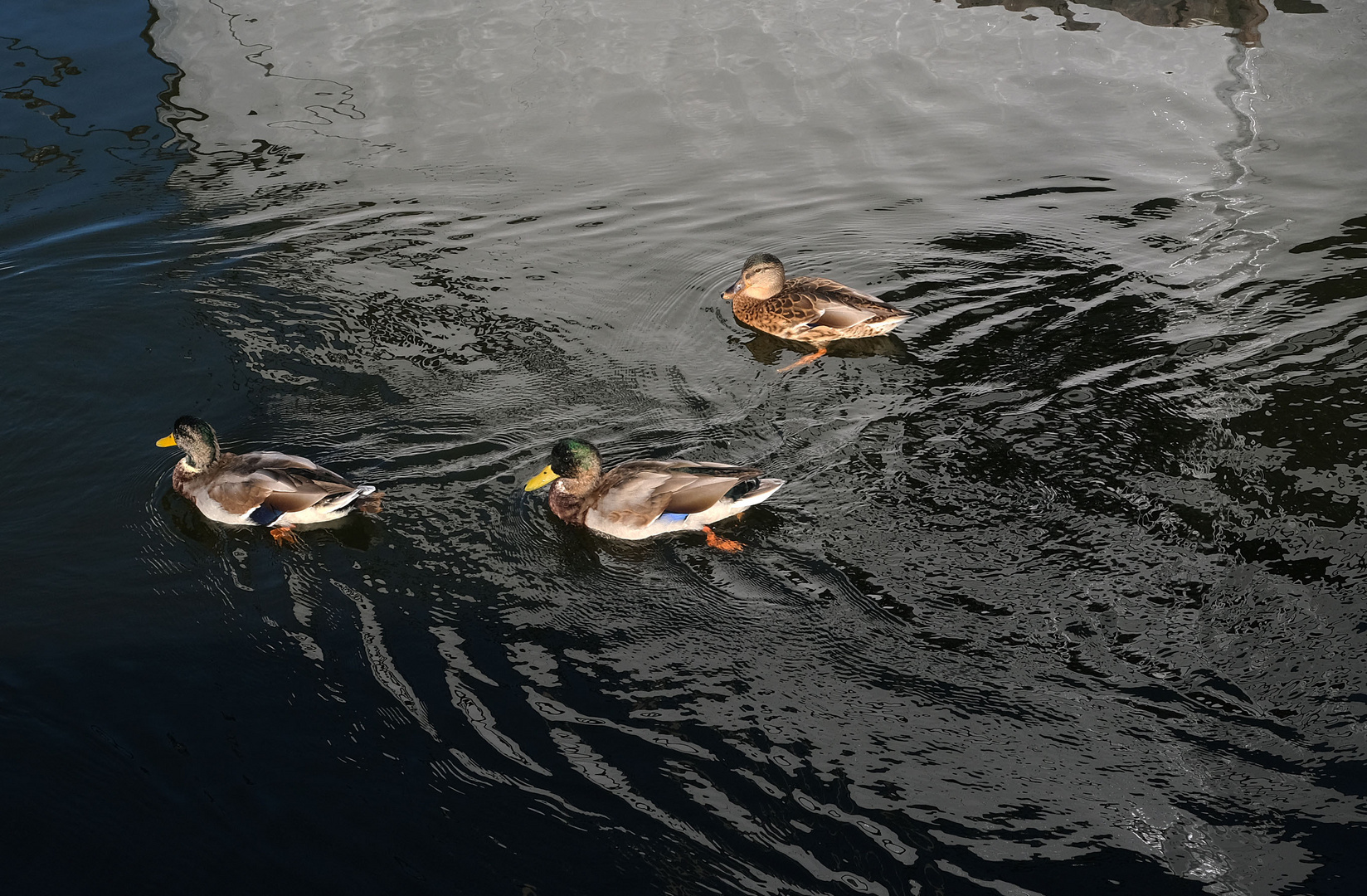 Enten