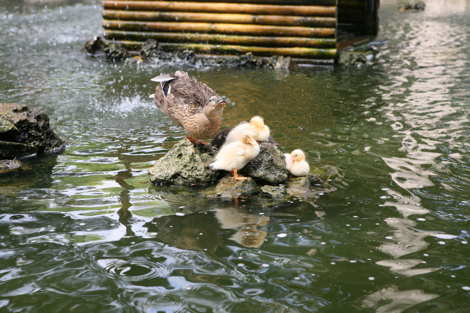 Enten