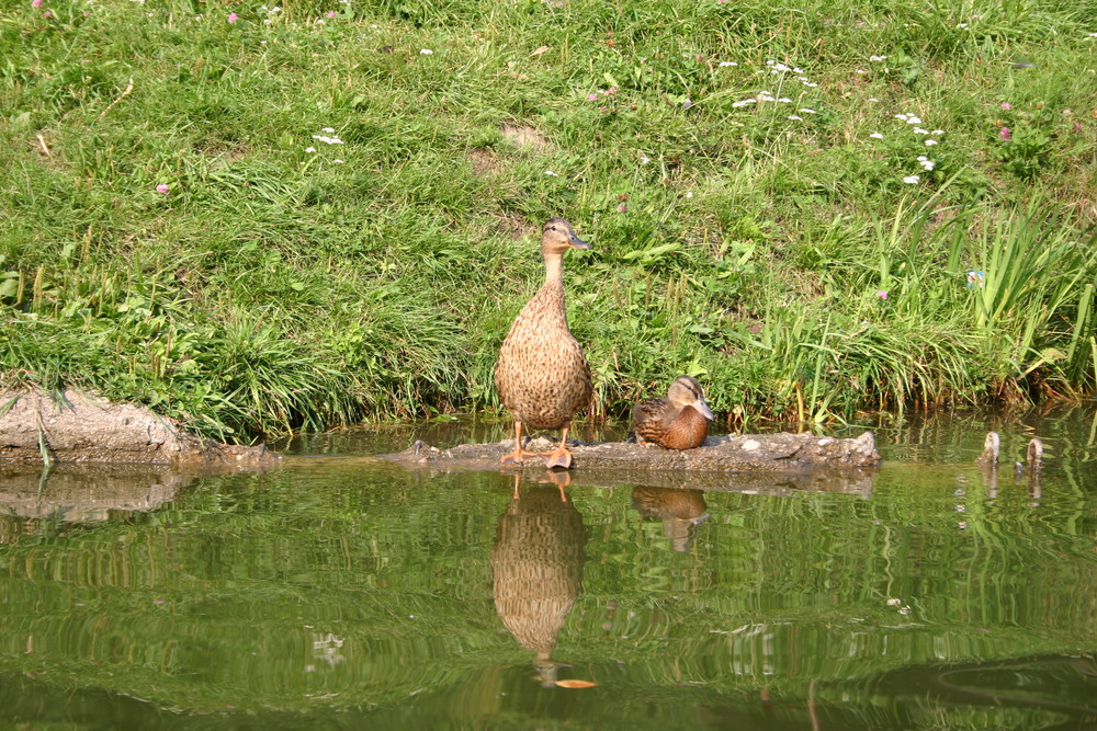 Enten