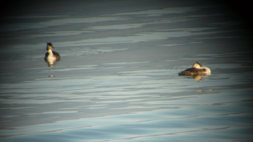 Enten 400 m entfernt in der Abendsonne des Bodensees