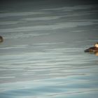 Enten 400 m entfernt in der Abendsonne des Bodensees