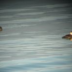 Enten 400 m entfernt in der Abendsonne des Bodensees