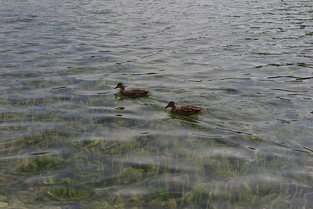 Enten