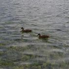 Enten