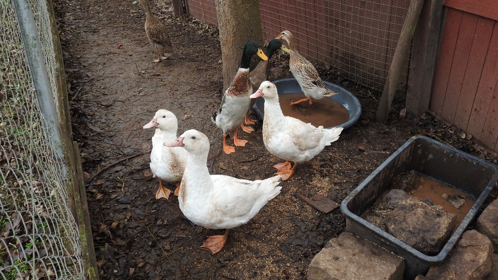 Enten Foto & Bild | tiere, haustiere, nutztiere Bilder auf fotocommunity